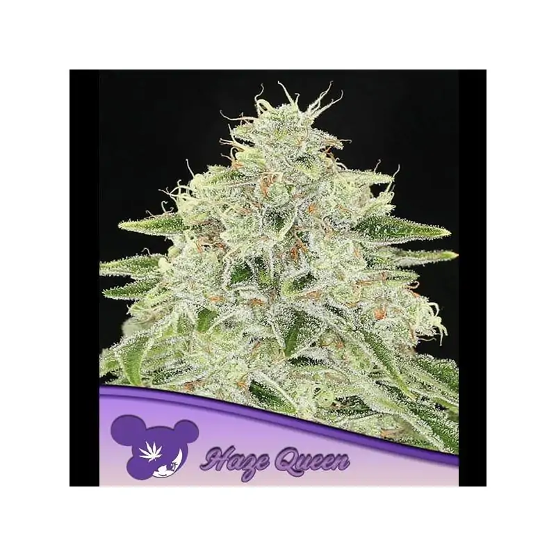 Haze Queen