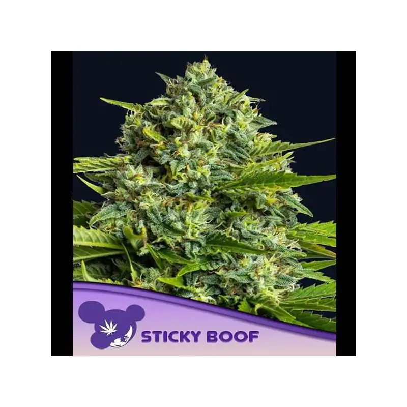 Sticky Boof