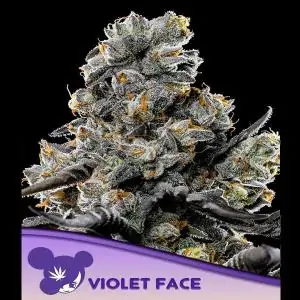 Violet Face