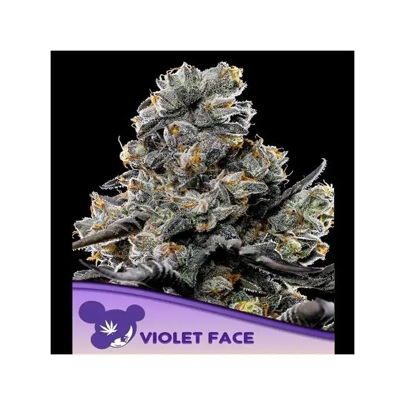 Violet Face