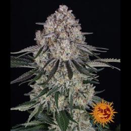 Auto Sour Diesel