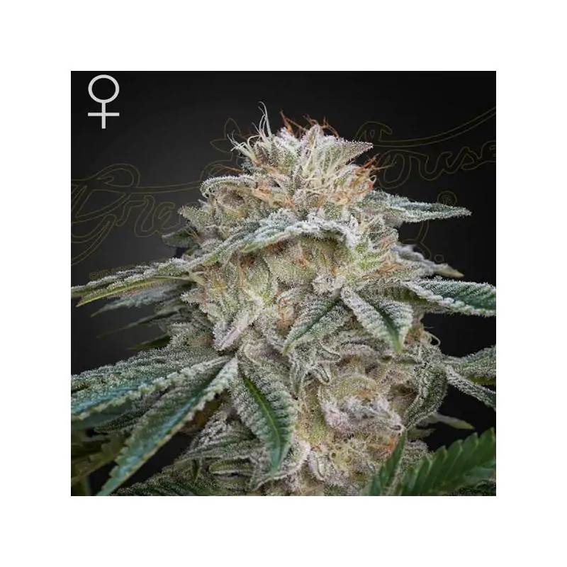 Super Lemon Haze x GMO