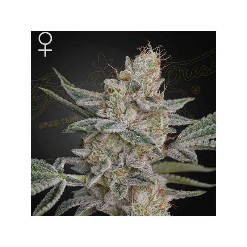 Super Lemon Haze x RS11