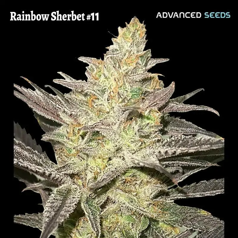 Rainbow Sherbet #11