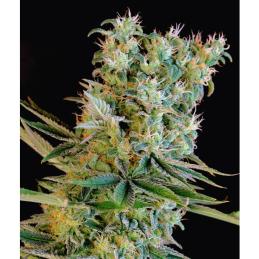 Amnesia Bilbo GENETHIKS