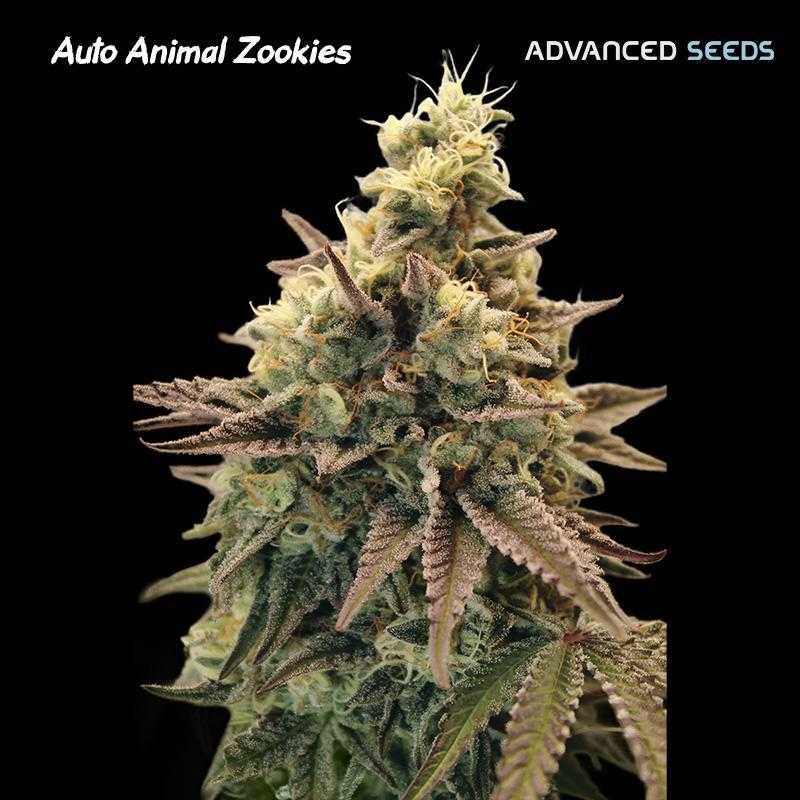 Auto Animal Zookies Auto Animal Zookies