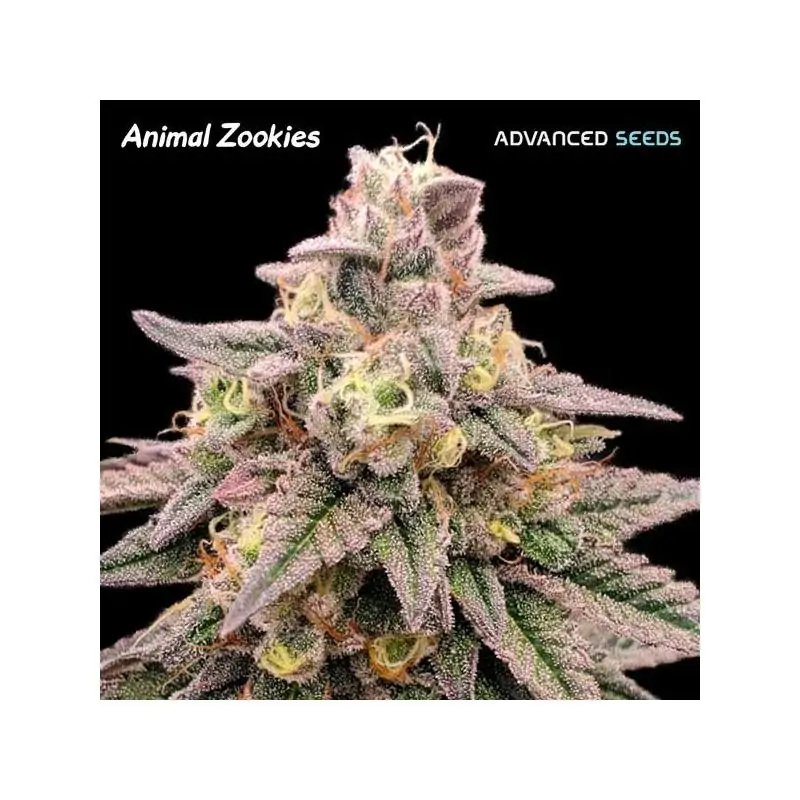 Animal Zookies
