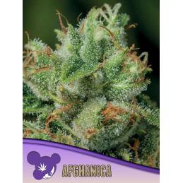 Afghanica