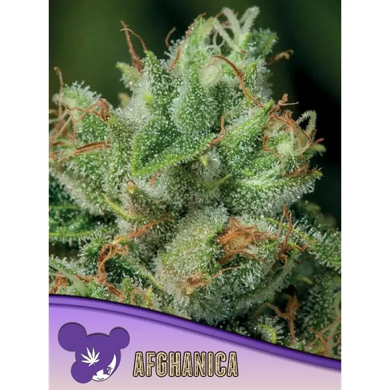 Afghanica