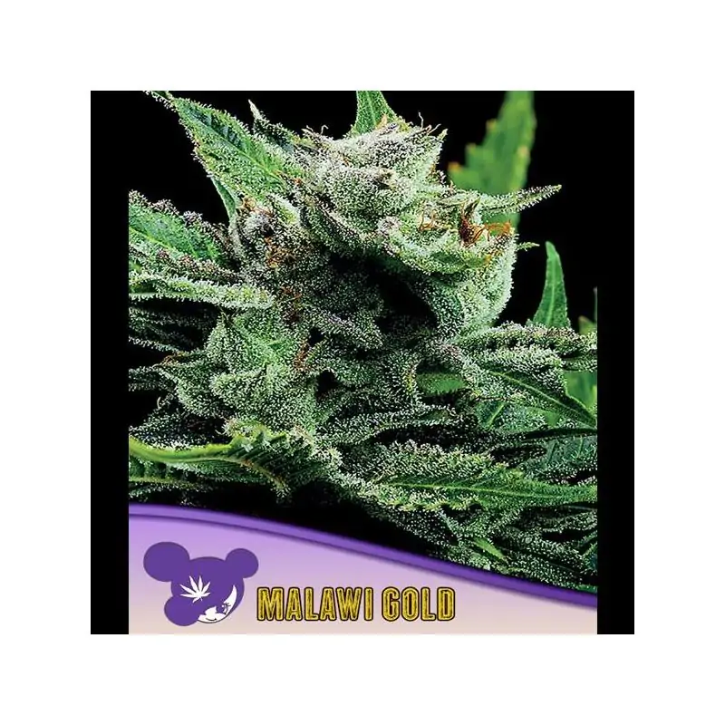 Malawi Gold