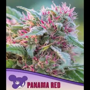 Panama Red