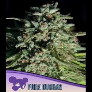 Pure Durban