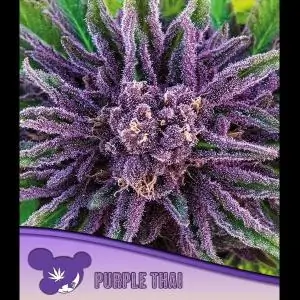 Purple Thai