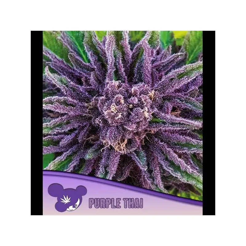 Purple Thai