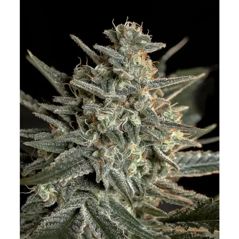 SWEET BILBO GENEHTIK