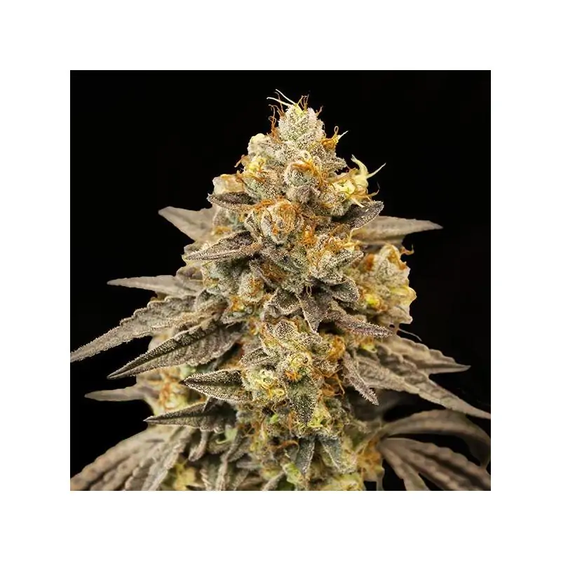 Auto Biscotti Zkittlez