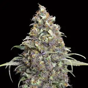 Grand Daddy Purple