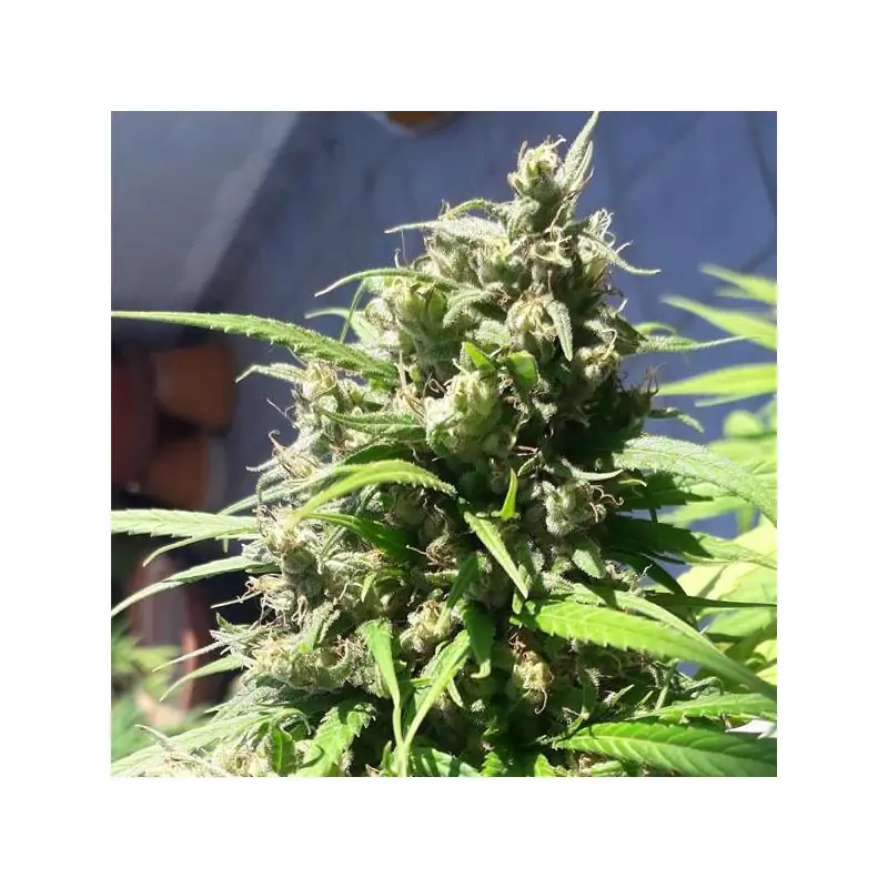 Oaxaca A5 Haze