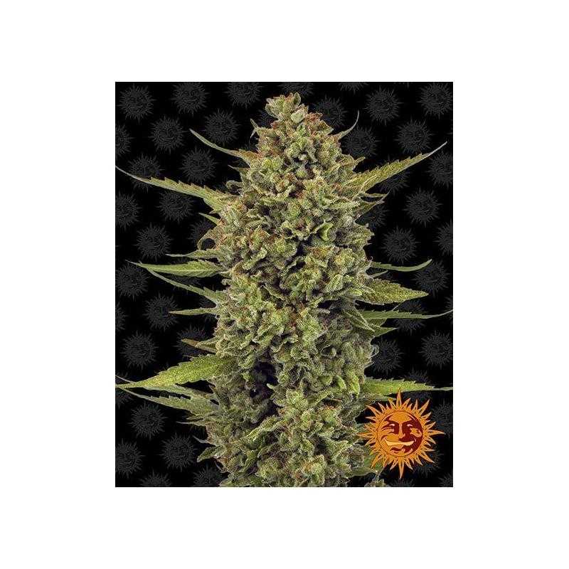 Acapulco Gold Acapulco Gold
