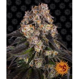 Girl Scout Cookies Barneys Farm