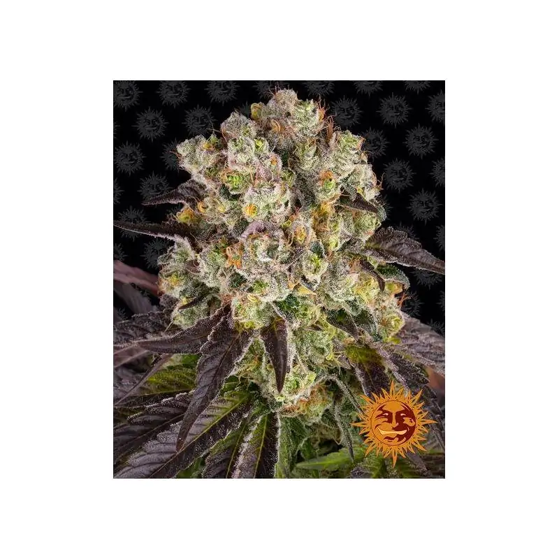 Purple Punch x Lemon Drizzle