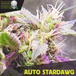 Auto Stardawg