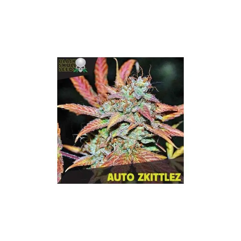 Auto Zkittlez