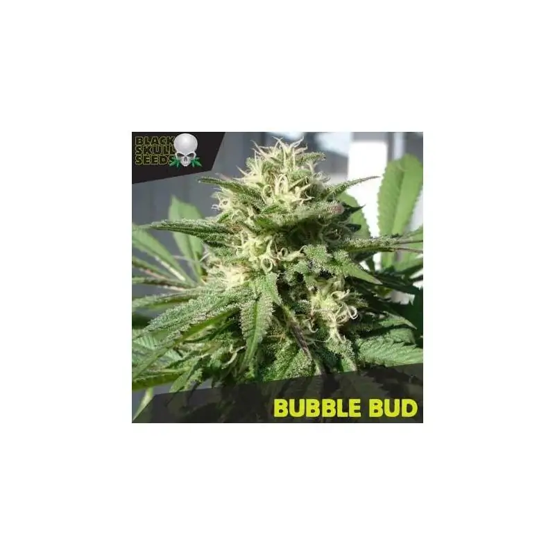 Bubble Bud