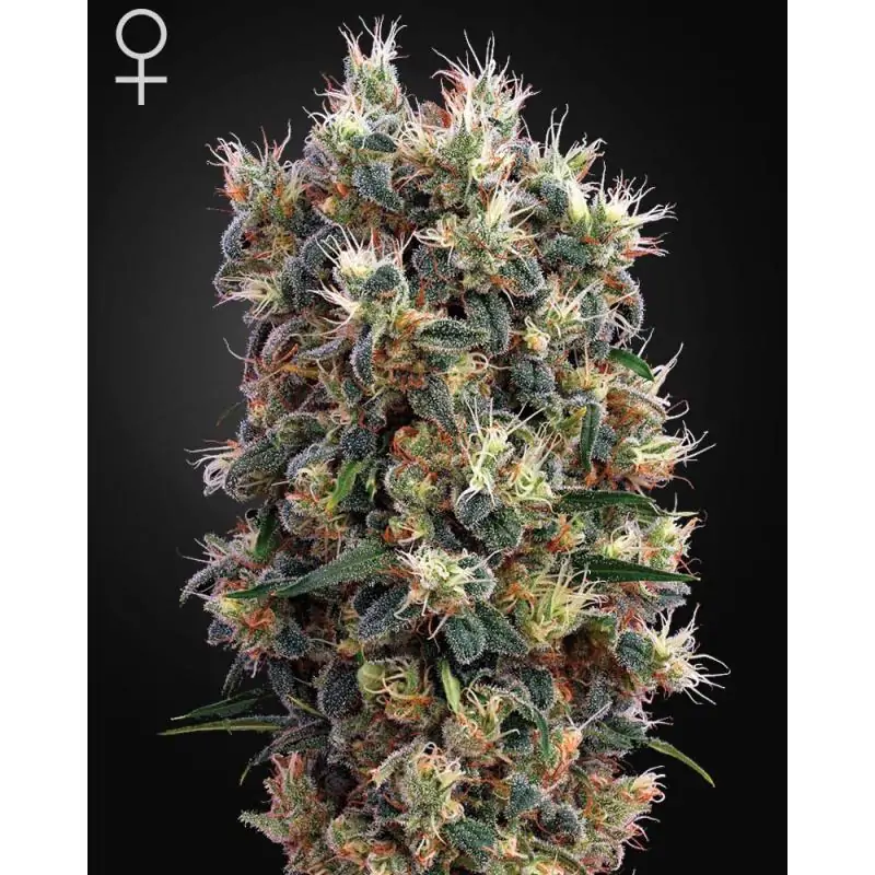 THE CHURCH GREENHOUSE