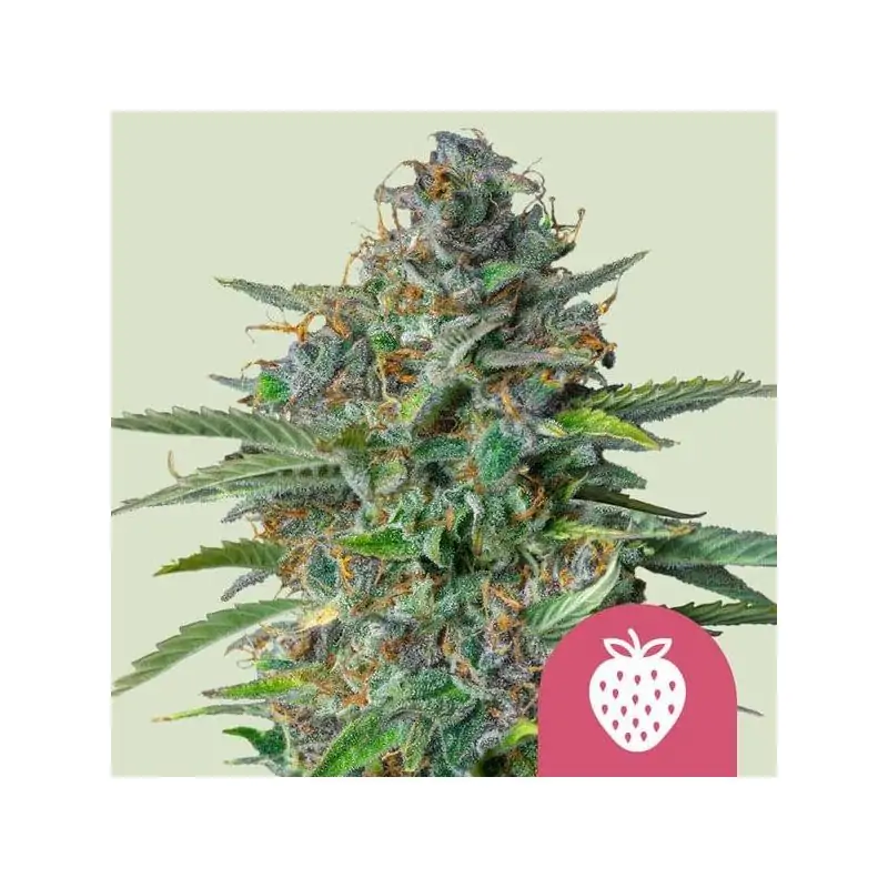 Strawberry Cough