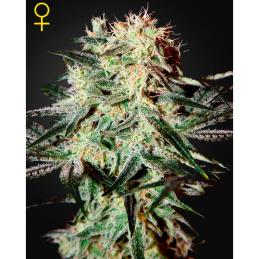 ARJAN'S STRAWBERRY HAZE GREENHOUSE