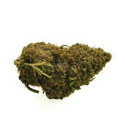 CBD Bee Blackjack