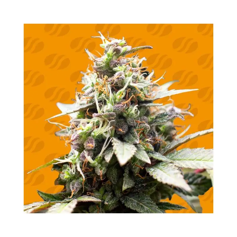 White Raspberry Truffle