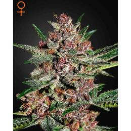 BUBBA KUSH GREENHOUSE