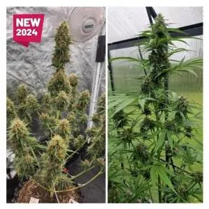 Auto Candy Bubatz XL