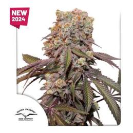 Auto Candy Bubatz XL