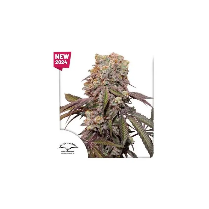 Auto Candy Bubatz XL