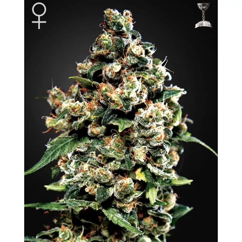 Jack Herer GREENHOUSE