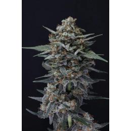 Auto Alien Snack
