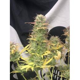 Auto Girl Scout Kush