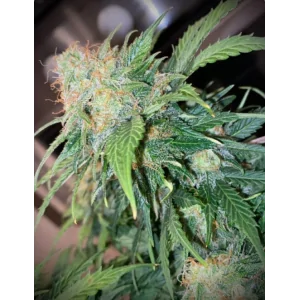 Auto Mandarine Cream
