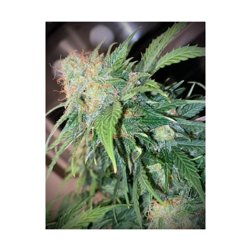 Auto Mandarine Cream