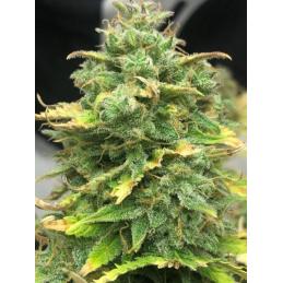 Auto Mimosa Cake