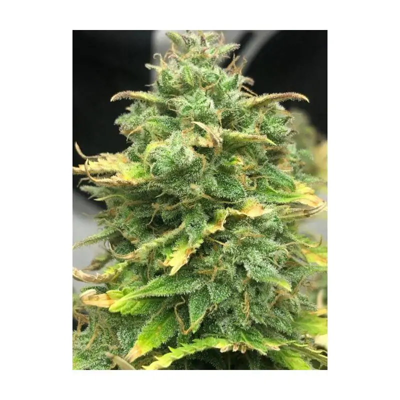 Auto Mimosa Cake
