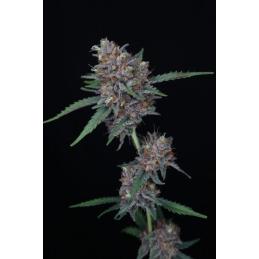 Auto Purple Punch