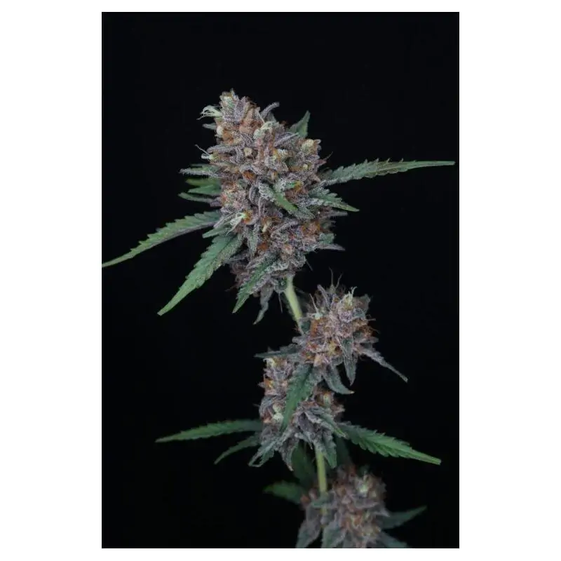 Auto Purple Punch
