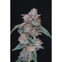 Auto Sherbacio OG