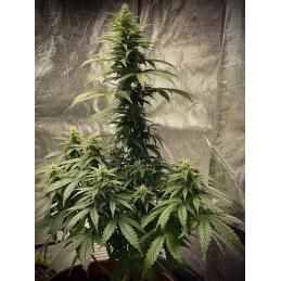 Auto Strawberry Shortcake
