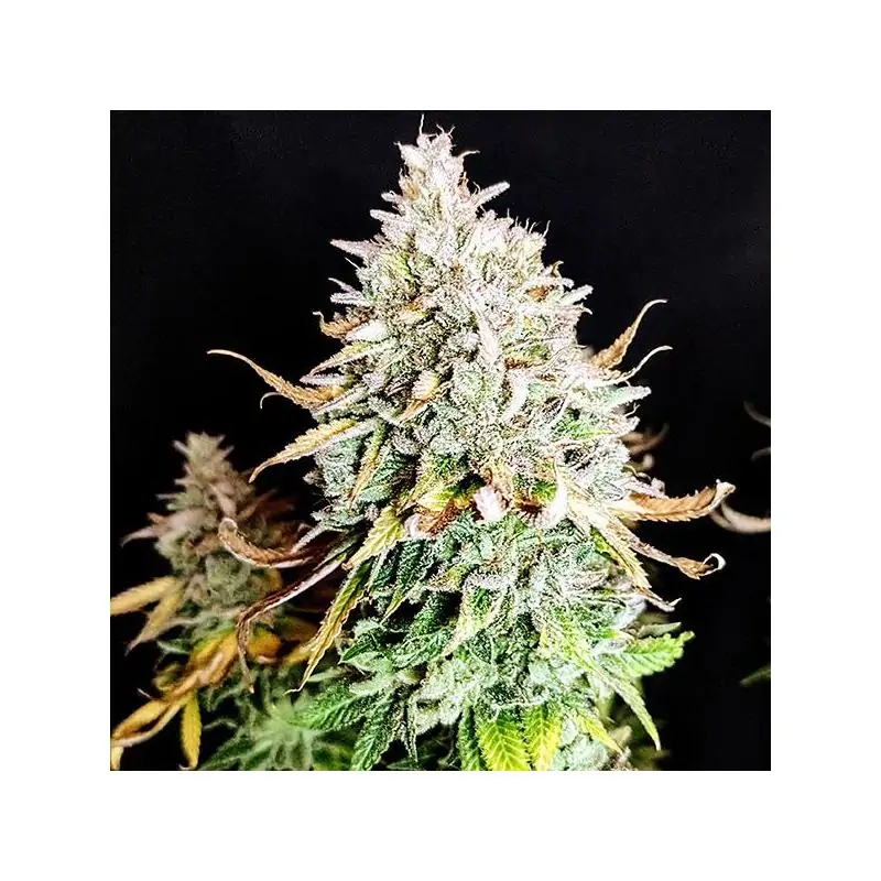 Grateful End OG Pure Instinto Seeds USA