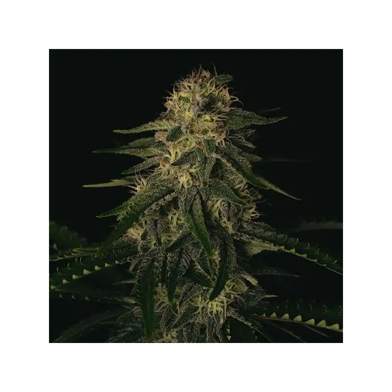 Melon Gum